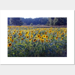 Field of golden  sunflowers Posters and Art